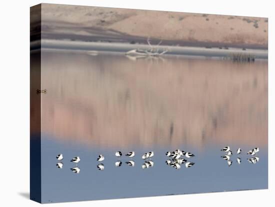 American Avocet, Salton Sea Area, Imperial County, California, USA-Diane Johnson-Premier Image Canvas