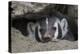 American Badger peeking out of den-Ken Archer-Premier Image Canvas