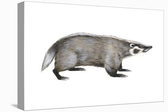 American Badger (Taxidea Taxus), Weasel, Mammals-Encyclopaedia Britannica-Stretched Canvas