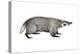 American Badger (Taxidea Taxus), Weasel, Mammals-Encyclopaedia Britannica-Stretched Canvas