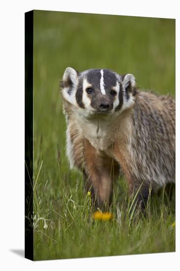 American Badger (Taxidea Taxus), Yellowstone National Park, Wyoming, United States of America-James Hager-Premier Image Canvas