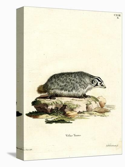 American Badger-null-Premier Image Canvas