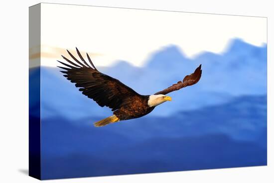 American Bald Eagle Alaska-null-Stretched Canvas