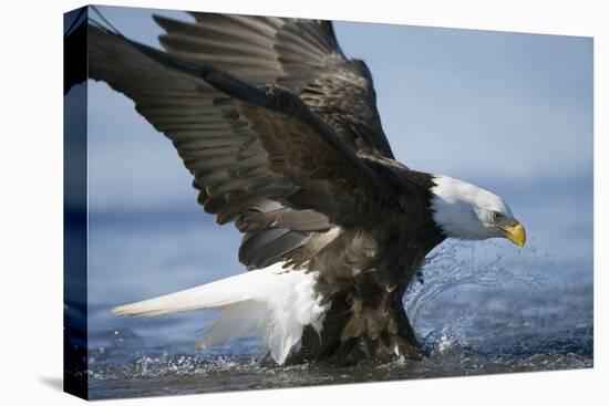 American Bald Eagle Fishing-null-Premier Image Canvas