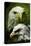 American Bald Eagle III-Gordon Semmens-Premier Image Canvas