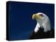 American Bald Eagle-Joseph Sohm-Premier Image Canvas