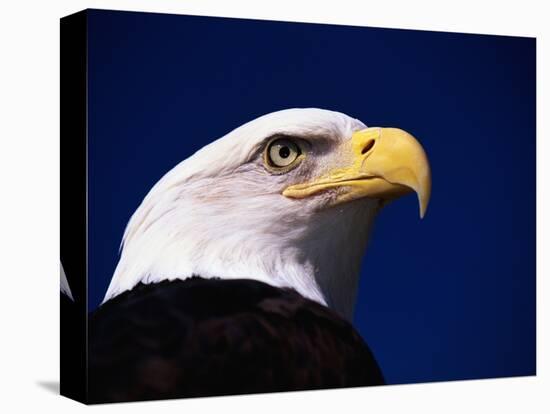 American Bald Eagle-Joseph Sohm-Premier Image Canvas