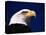 American Bald Eagle-Joseph Sohm-Premier Image Canvas