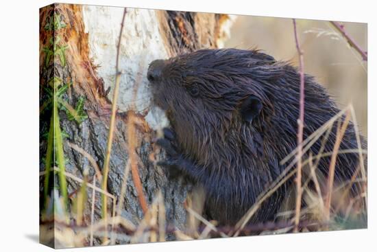 American Beaver chewing down tree-Ken Archer-Premier Image Canvas