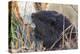 American Beaver chewing down tree-Ken Archer-Premier Image Canvas