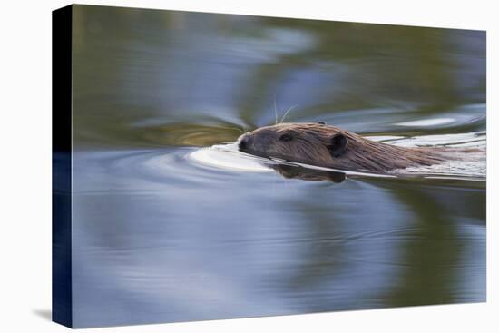 American Beaver Swimming in Pond-Ken Archer-Premier Image Canvas