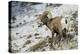 American Bighorn Sheep on Ridge-DLILLC-Premier Image Canvas