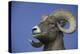 American Bighorn Sheep-DLILLC-Premier Image Canvas