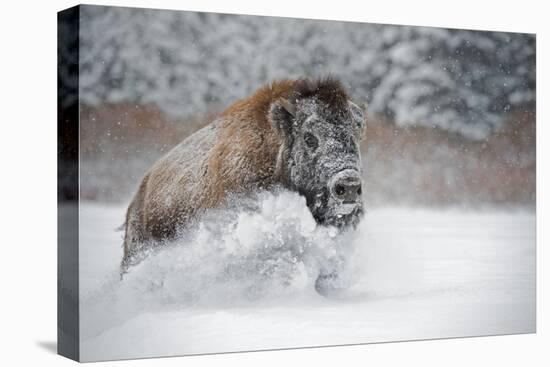 American Bison (American Buffalo) (Bison Bison), Montana, United States of America, North America-Janette Hil-Premier Image Canvas