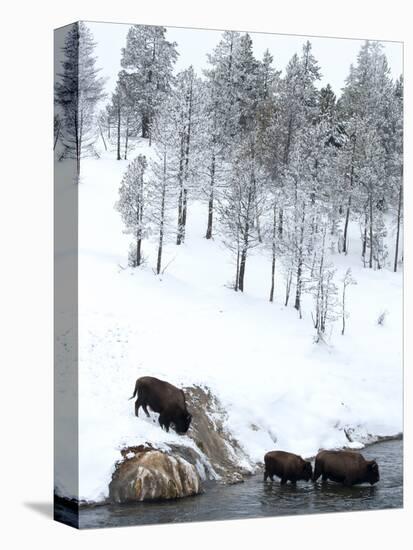 American Bison (Bison Bison) Crossing a River in Yellowstone National Park in Winter, UNESCO World-Kimberly Walker-Premier Image Canvas
