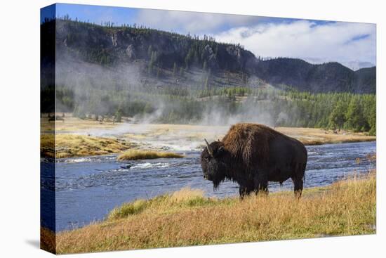 American Bison (Bison Bison), Little Firehole River, Yellowstone National Park, Wyoming, U.S.A.-Gary Cook-Premier Image Canvas