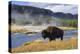 American Bison (Bison Bison), Little Firehole River, Yellowstone National Park, Wyoming, U.S.A.-Gary Cook-Premier Image Canvas