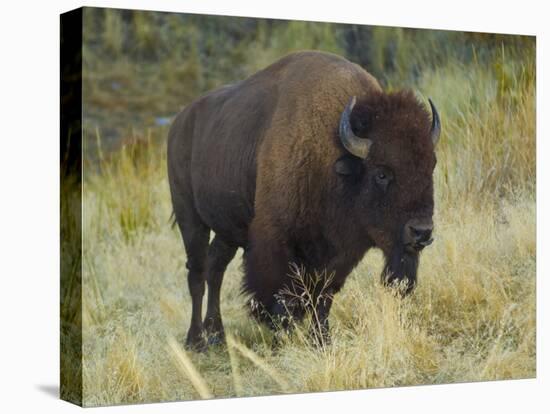 American Bison Buffalo, National Bison Range, Montana, USA-Charles Crust-Premier Image Canvas