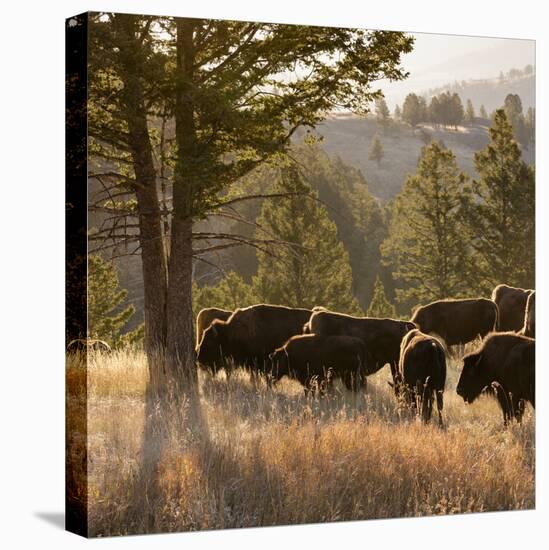 American Bison bulls, Blacktail plateau, Yellowstone National Park, Wyoming, USA-Maresa Pryor-Premier Image Canvas