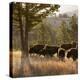 American Bison bulls, Blacktail plateau, Yellowstone National Park, Wyoming, USA-Maresa Pryor-Premier Image Canvas