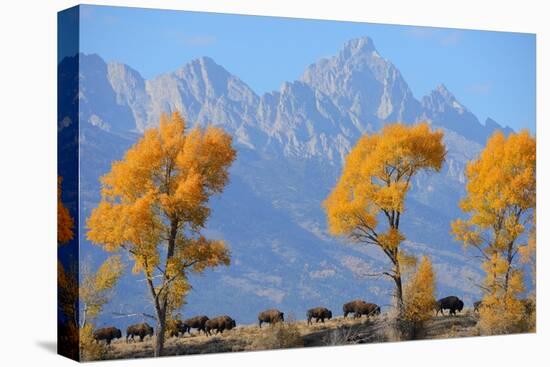 American Bison, Grand Teton National Park, Wyoming, USA-Staffan Widstrand-Premier Image Canvas