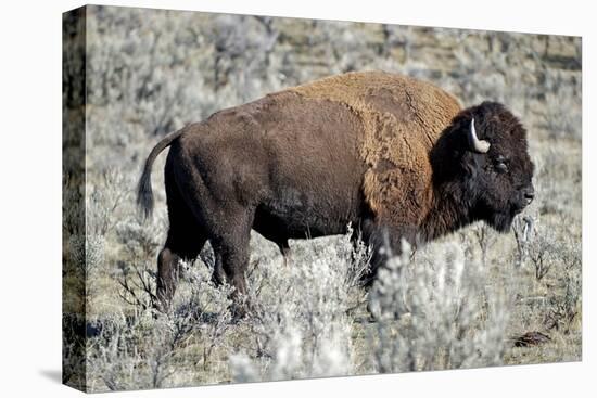 American Bison Graze in the Lamar Valley of Yellowstone National Park-Richard Wright-Premier Image Canvas