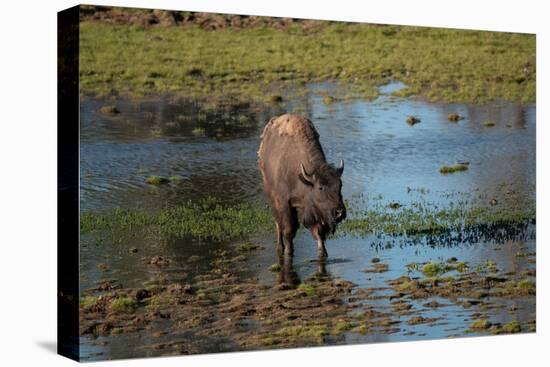 American bison, Hayden Valley, Yellowstone National Park, Wyoming, USA-Roddy Scheer-Premier Image Canvas