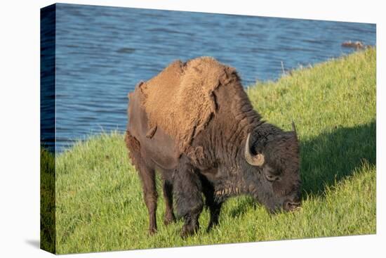 American bison, Hayden Valley, Yellowstone National Park, Wyoming, USA-Roddy Scheer-Premier Image Canvas
