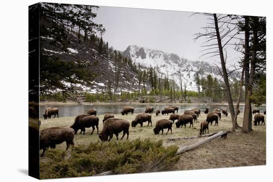 American Bison Herd Grazing in Yellowstone National Park-Paul Souders-Premier Image Canvas