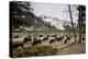 American Bison Herd Grazing in Yellowstone National Park-Paul Souders-Premier Image Canvas