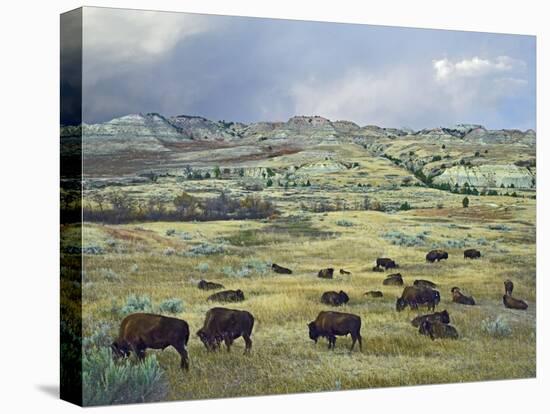 American Bison herd grazing on praire, Theodore Roosevelt NP, North Dakota-Tim Fitzharris-Stretched Canvas