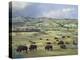 American Bison herd grazing on praire, Theodore Roosevelt NP, North Dakota-Tim Fitzharris-Stretched Canvas