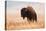 American Bison herd in Teton National Park, Wyoming, USA-Larry Ditto-Premier Image Canvas