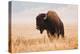 American Bison herd in Teton National Park, Wyoming, USA-Larry Ditto-Premier Image Canvas