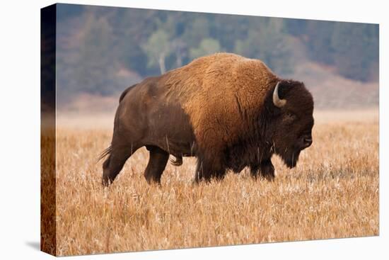 American Bison herd in Teton National Park, Wyoming, USA-Larry Ditto-Premier Image Canvas