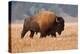 American Bison herd in Teton National Park, Wyoming, USA-Larry Ditto-Premier Image Canvas