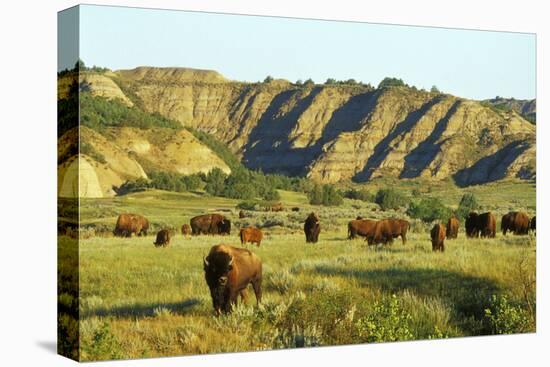 American Bison Herd-null-Premier Image Canvas
