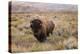 American Bison in sagebrush meadow. Grand Teton National Park-Adam Jones-Premier Image Canvas