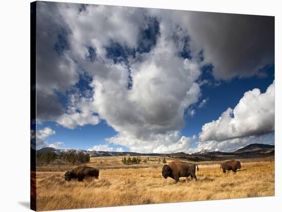 American Bison in Yellowstone National Park, Wyoming.-null-Premier Image Canvas