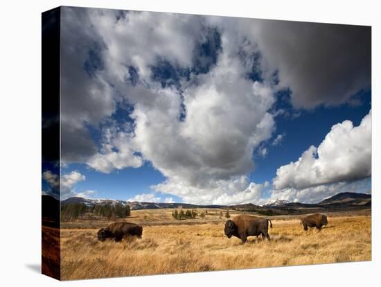 American Bison in Yellowstone National Park, Wyoming.-null-Premier Image Canvas