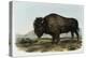 American Bison or Buffalo-John James Audubon-Premier Image Canvas