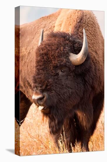 American Bison, Teton National Park, Wyoming II-Larry Ditto-Stretched Canvas