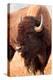 American Bison, Teton National Park, Wyoming II-Larry Ditto-Stretched Canvas