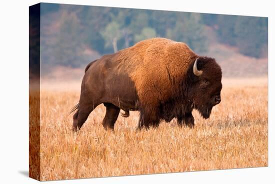 American Bison, Teton National Park, Wyoming-Larry Ditto-Stretched Canvas