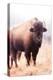 American Bison V-Debra Van Swearingen-Premier Image Canvas