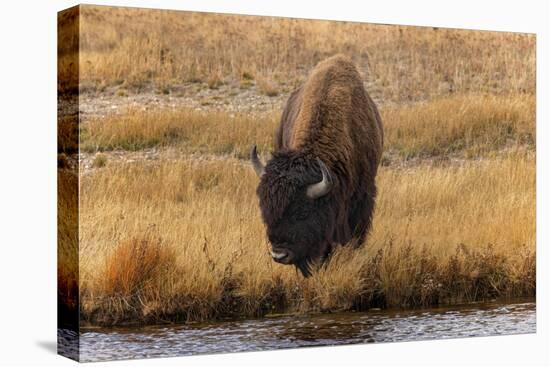 American Bison. Yellowstone National Park, Wyoming-Adam Jones-Premier Image Canvas
