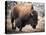 American Bison-abzerit-Premier Image Canvas
