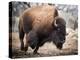 American Bison-abzerit-Premier Image Canvas