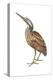 American Bittern (Botaurus Lentiginosus), Birds-Encyclopaedia Britannica-Stretched Canvas