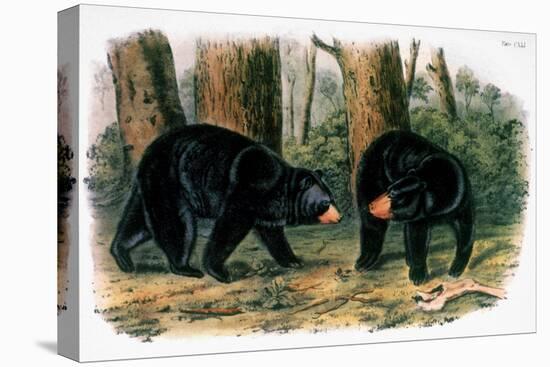 American Black Bear, 1844-John Woodhouse Audubon-Premier Image Canvas